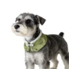 Adorable Miniature Schnauzer wearing the Grass Green Daisy Pet Scarf, adding a warm and festive touch to your pet’s Chinese New Year look