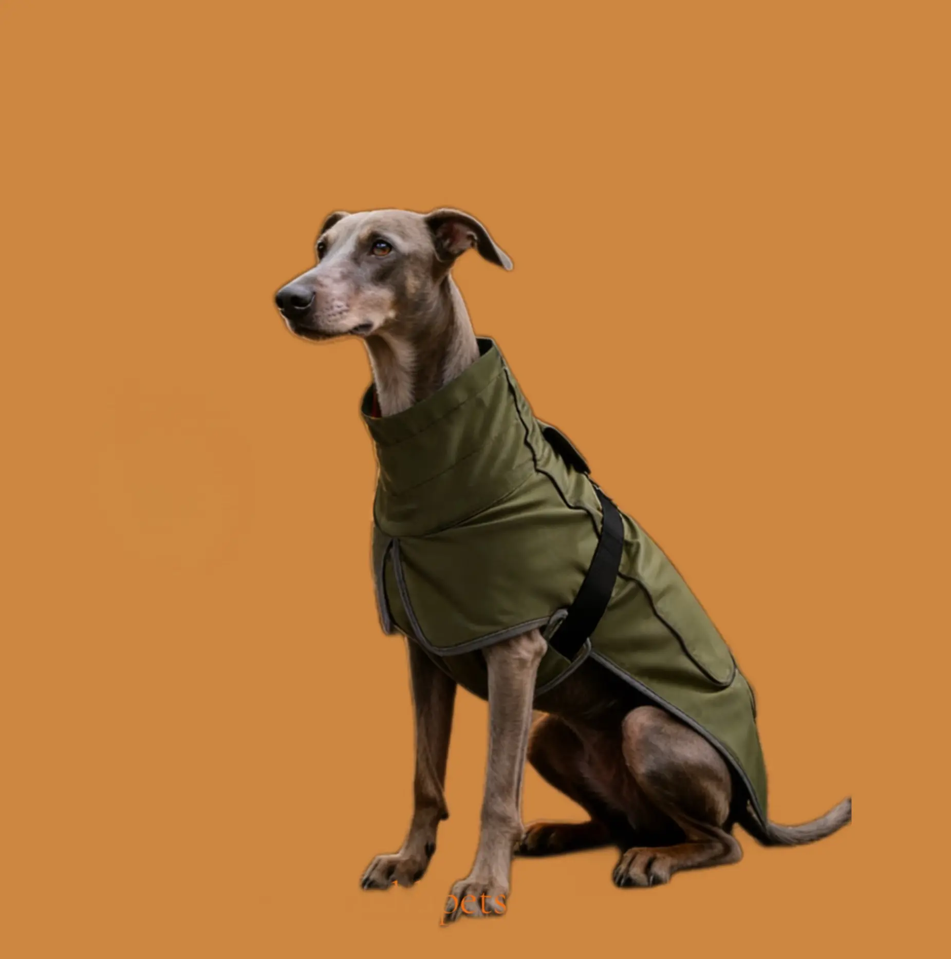 Dog wearing Olive Green Sporty Pet Vest