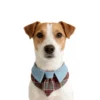 Schnauzer dog wearing the English Academy burgundy plaid pet scarf with sky blue collar for british style pet apparel