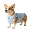 A Corgi models the preppy bunny striped pet wear