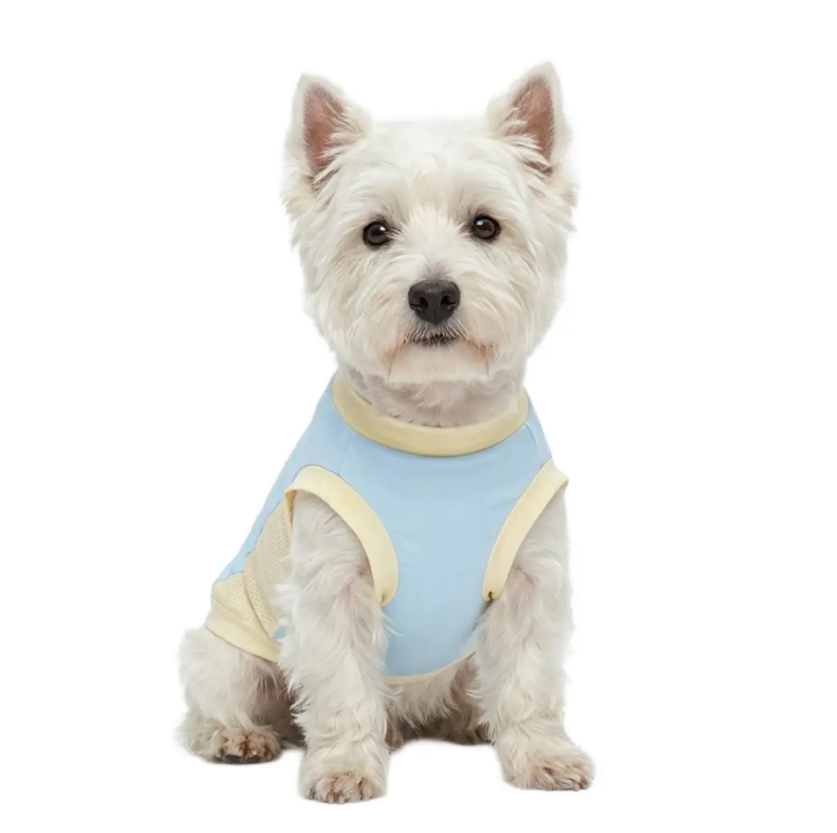 blue-cat-dog-cooling-apparel White Westie dog wearing the Explorer Dog Cooling Sunshirt