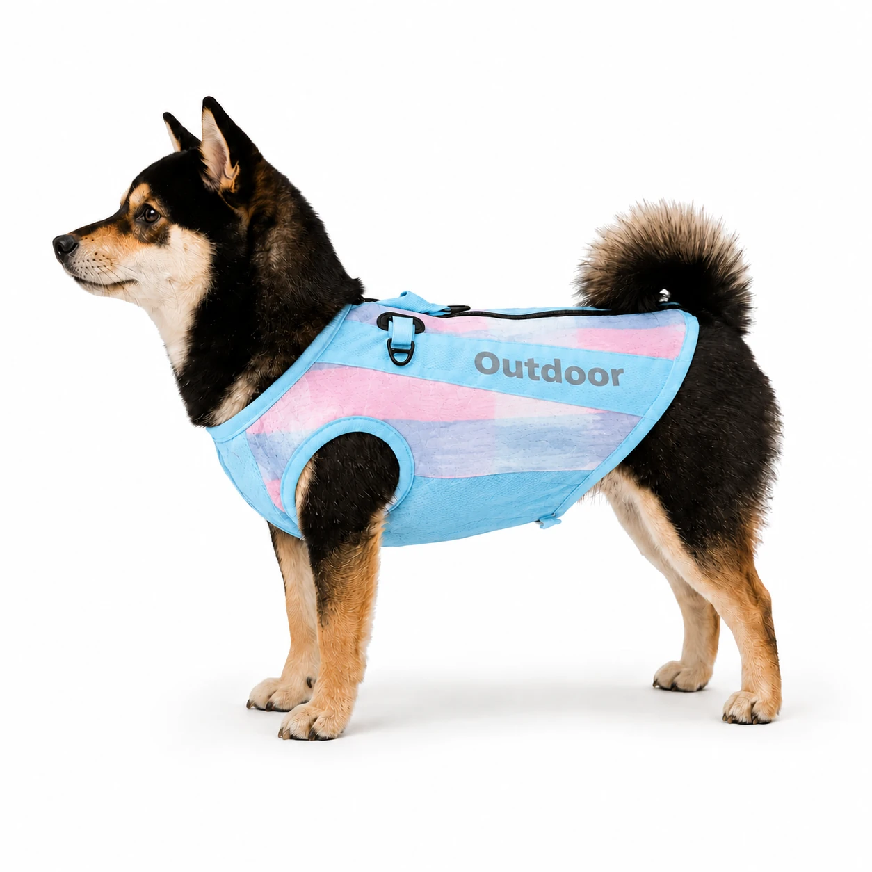 Shiba Inu wearing a pastel blue and pink gradient dog cooling vest side view