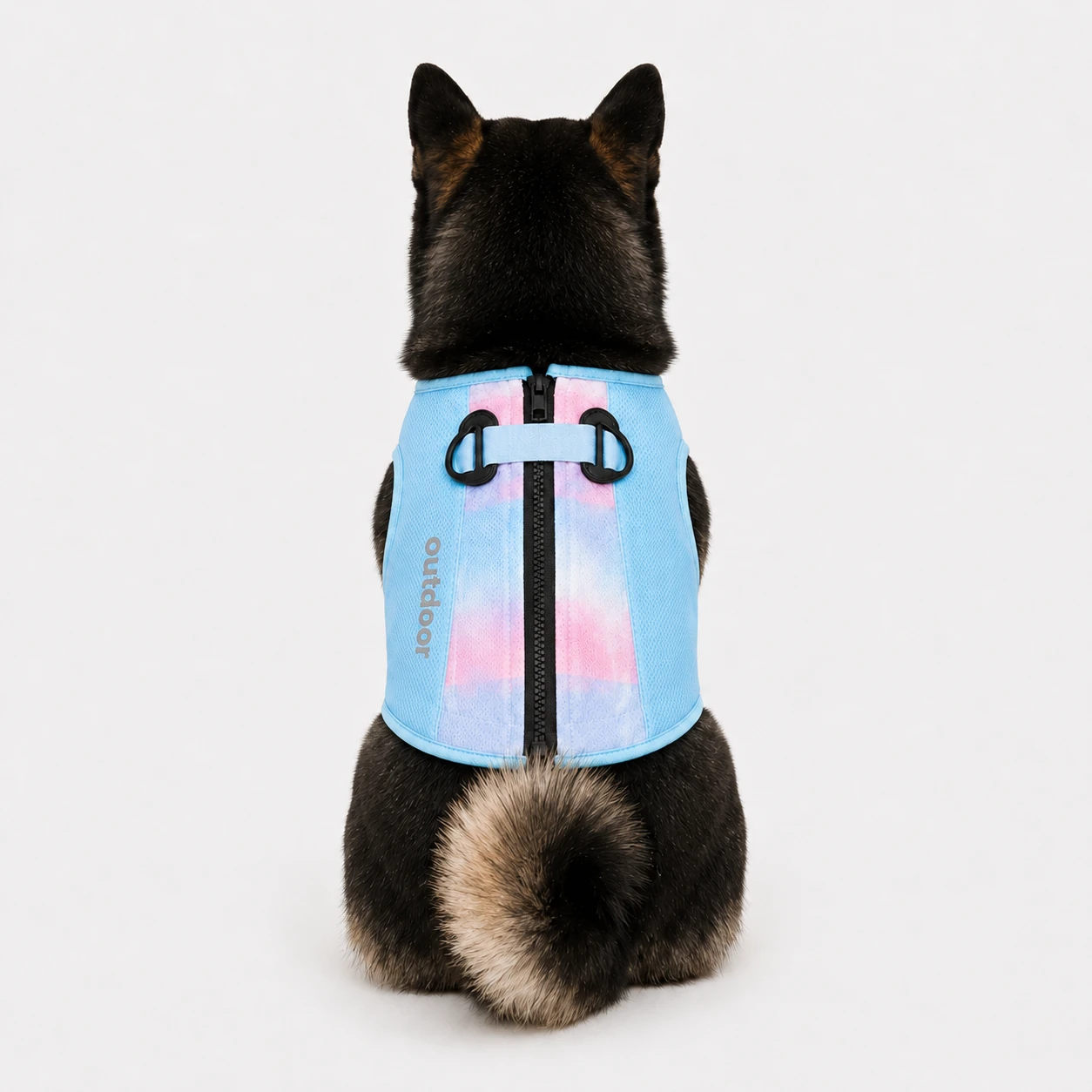 Back view of Shiba Inu wearing pastel blue and pink gradient cooling vest with harness design