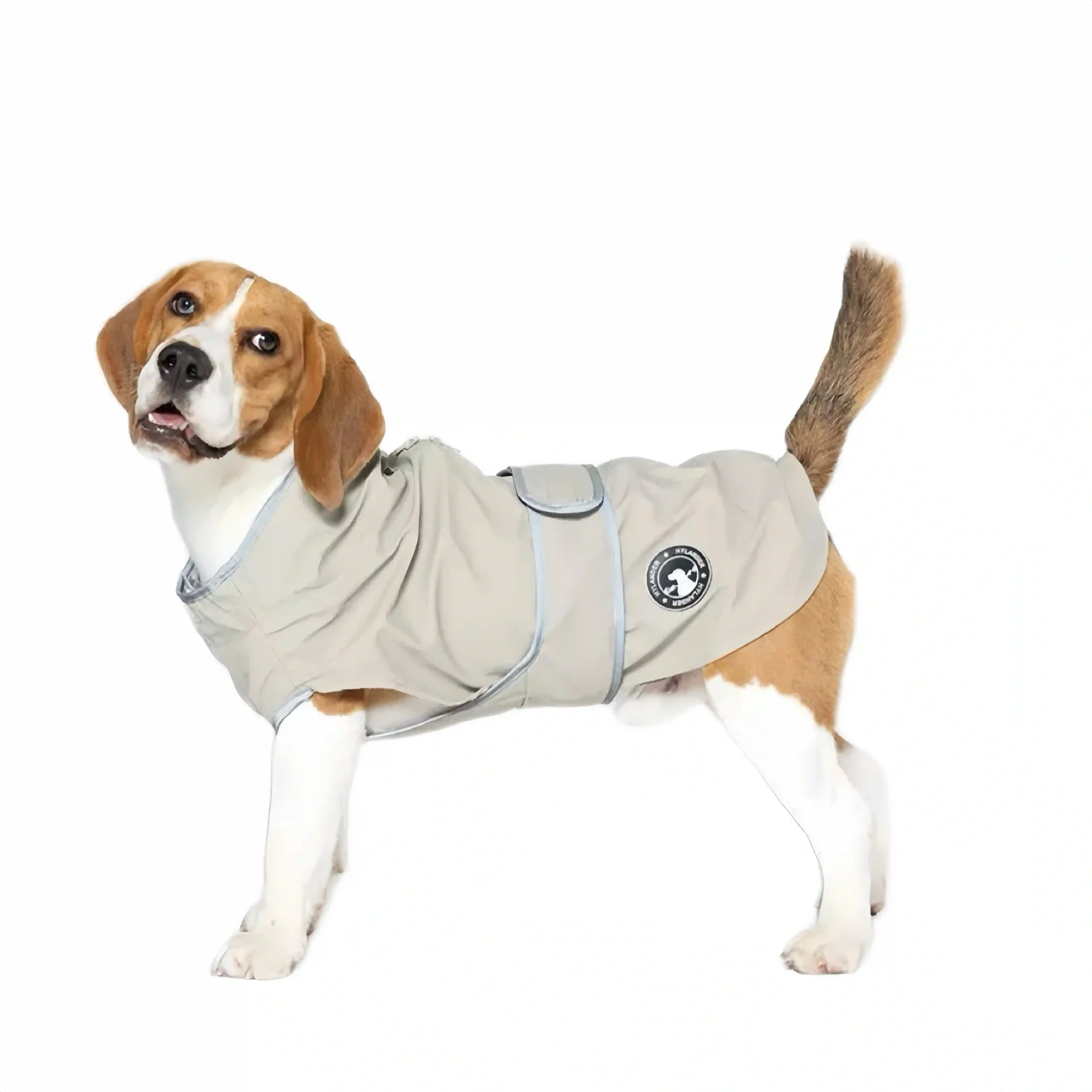 Beagle dog in Morandi Grey small dog raincoat side view.