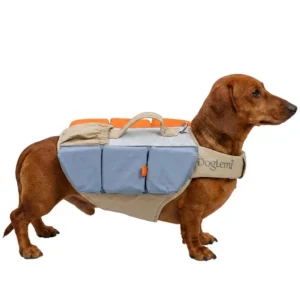 Dachshund dog wearing a blue and orange dog life vest for swimming