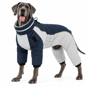 Great Dane wearing an insulated four-leg winter dog suit for large dogs on a white background